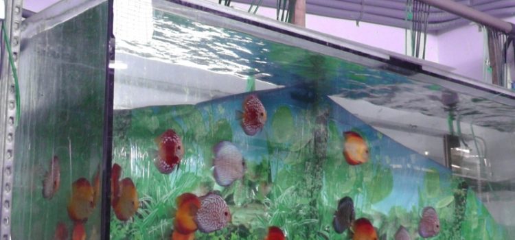 Vereinsausflug 2016 – Aquarium Schatzberger