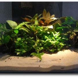 Aquascaping – Rene Türckheim