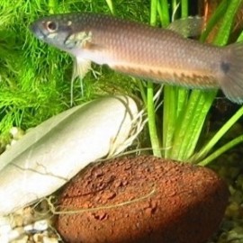 Augenfleck-Kampffisch (Betta ocellata)