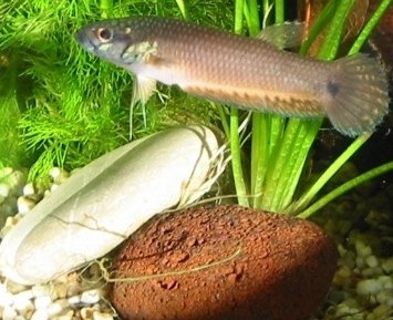 Augenfleck-Kampffisch (Betta ocellata)