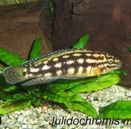 Julidochromis marlieri (Schachbrett-Schlankcichlide)