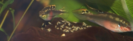 Purpur-Prachtbuntbarsch (Pelvicachromis pulcher)
