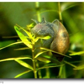 Schlammschnecke (Radix labiata)