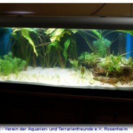 Vereinsaquarium 2011