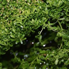 Üppiger Pflanzenwuchs an der Aquarienoberfläche